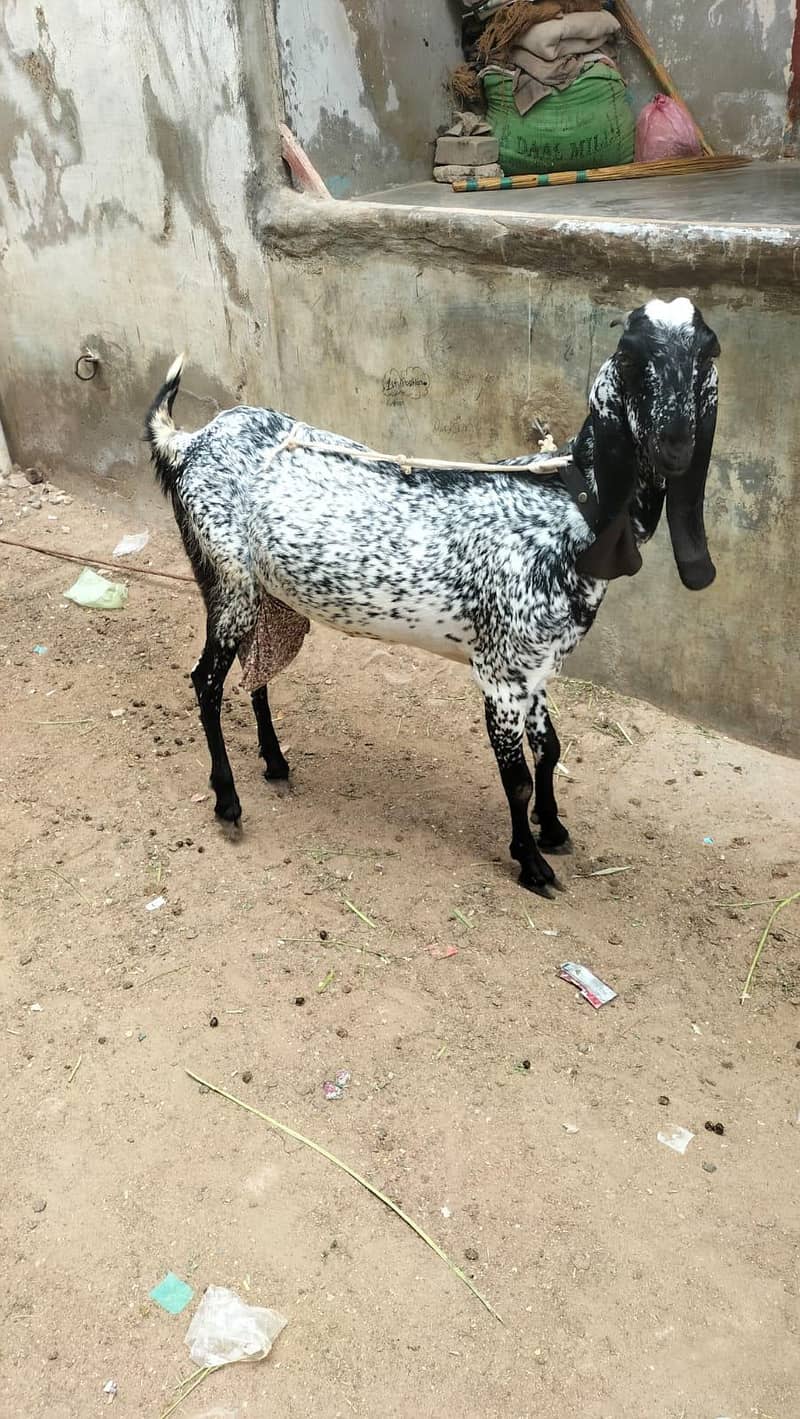 bakri 0