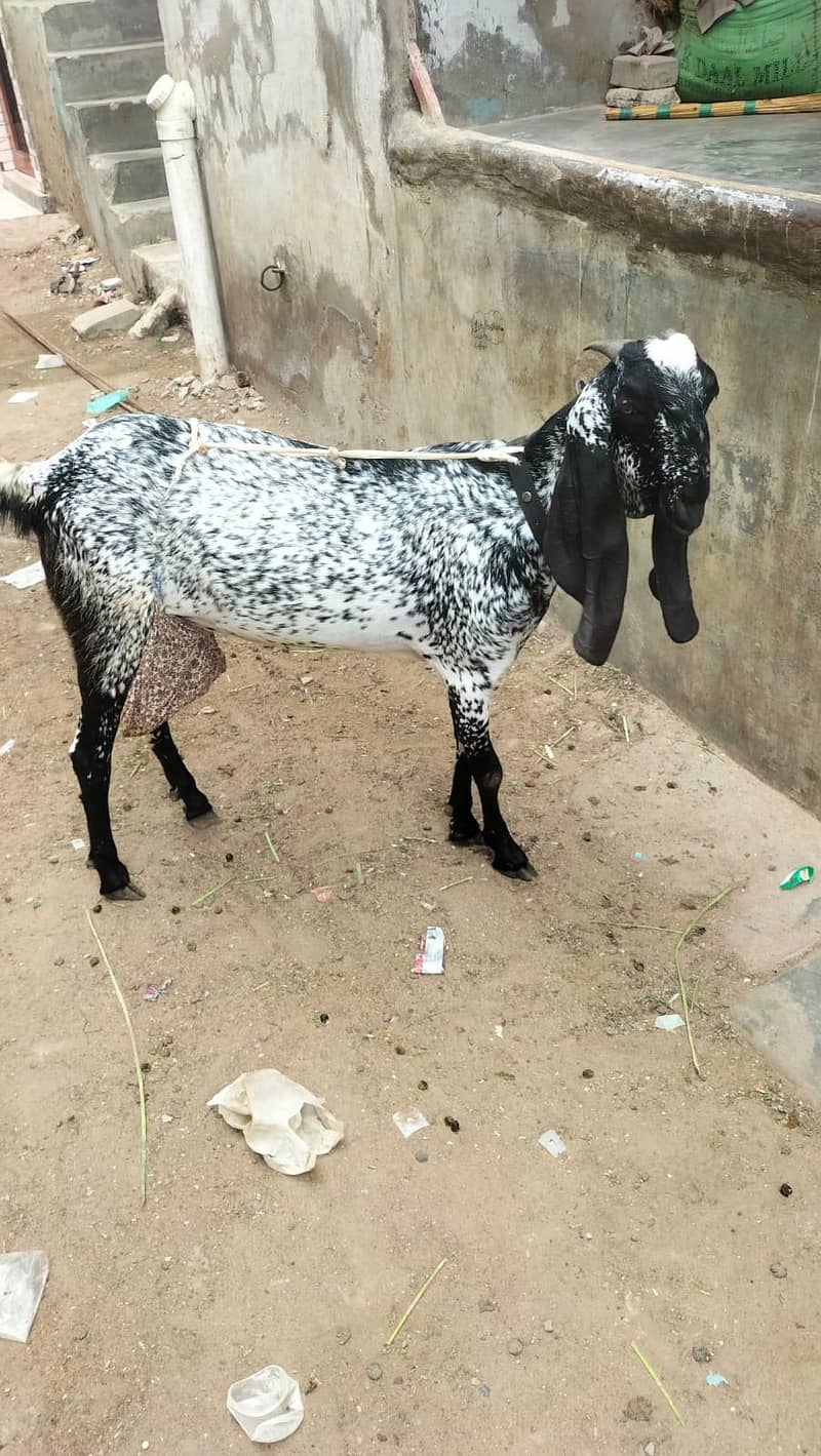 bakri 1