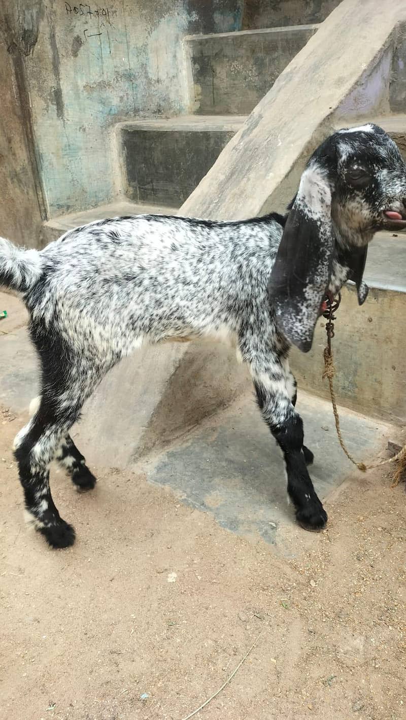 bakri 2