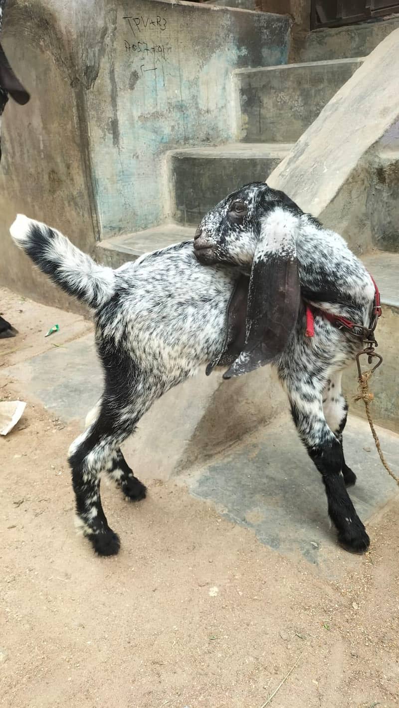 bakri 3