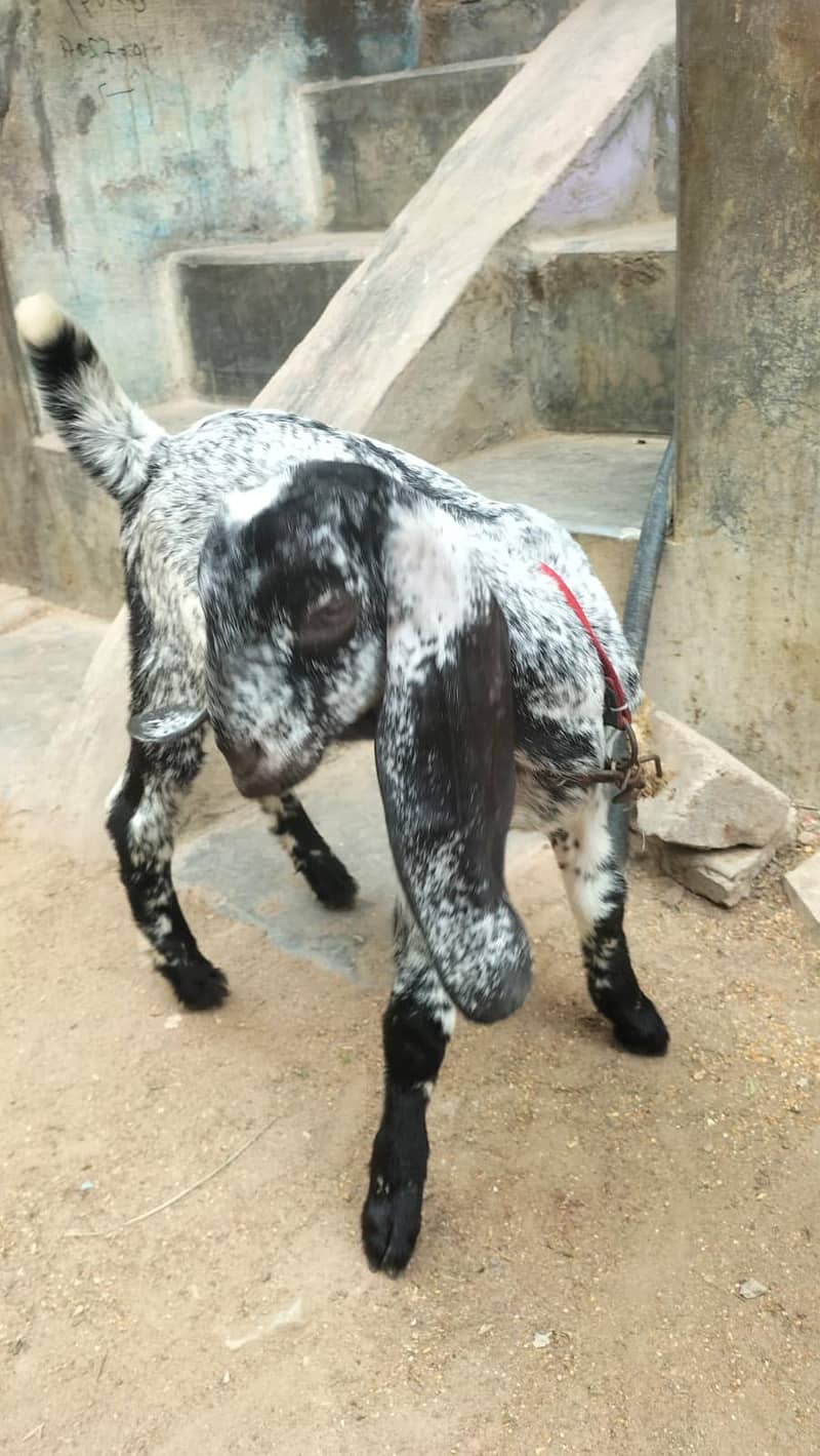 bakri 4