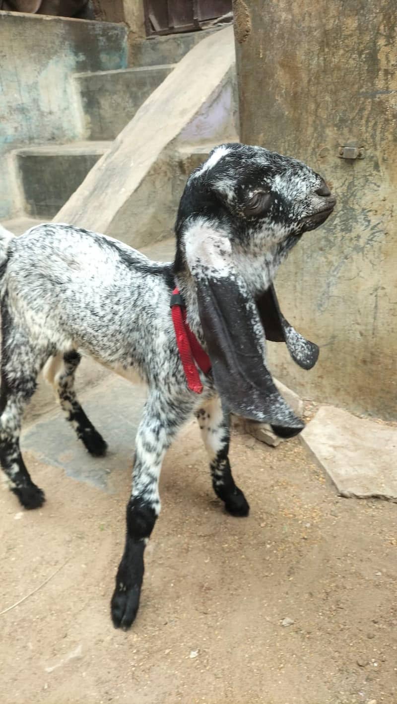 bakri 5