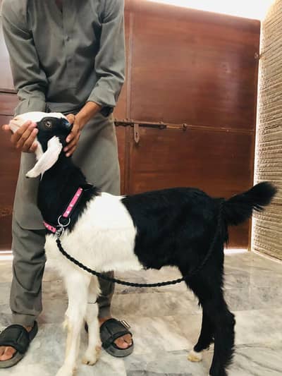 MASHALLAH kashmora bacha for sell!!