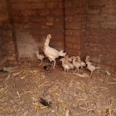 ASEEL CHICK FOR SALE