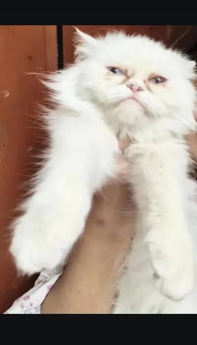 piki Punch face cat odd eyes