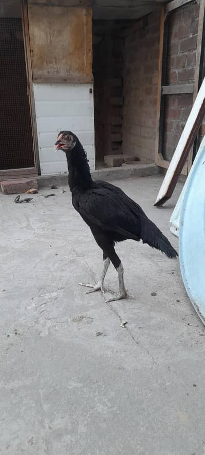 aseel hen