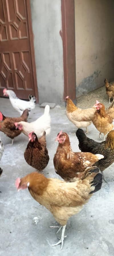 desi murgi anday wali 10 murgi 1 murga