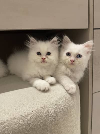 Persian kittens for sale