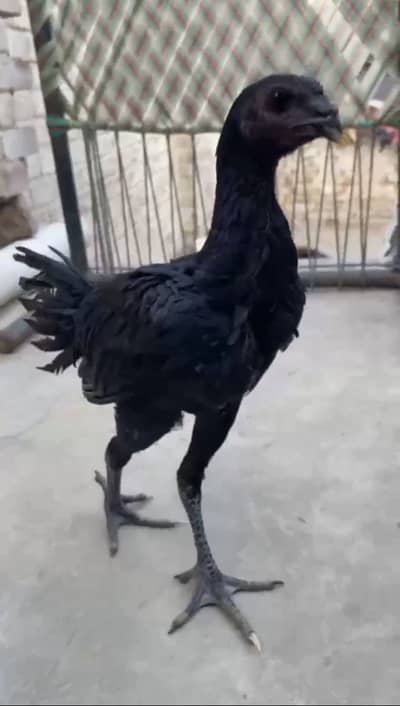 Dragon Thai Aseel Black Skin Black eye