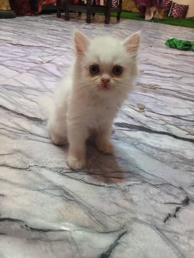 Cute Persian kittens Available — Healthy & playful