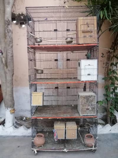 4 portions Parrots cage