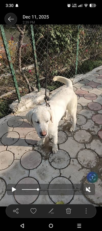 Labrador