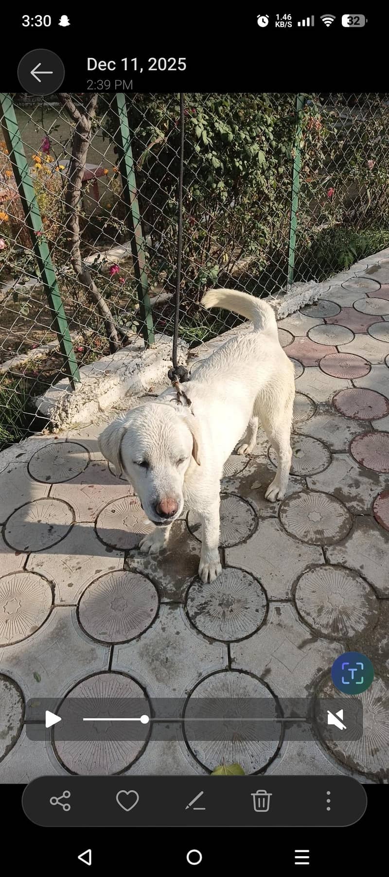 Labrador 0