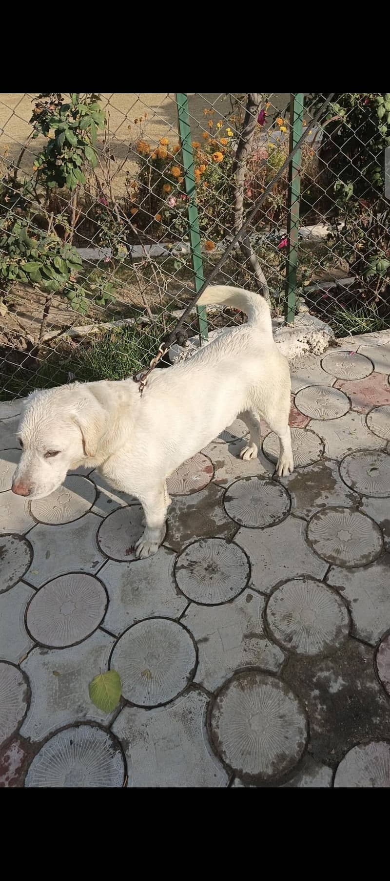Labrador 1