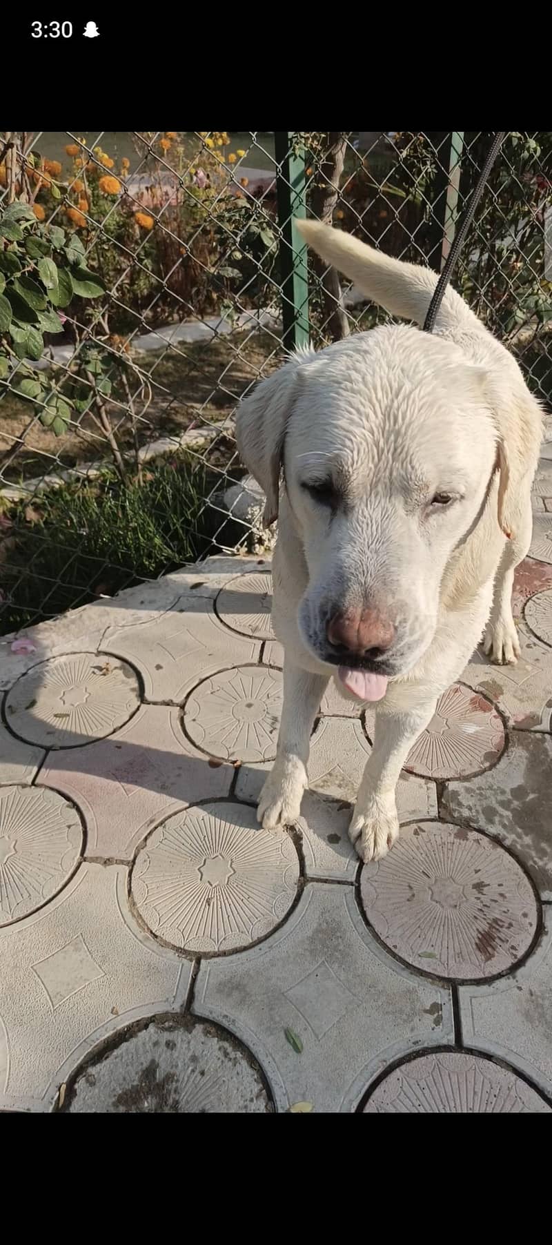 Labrador 2