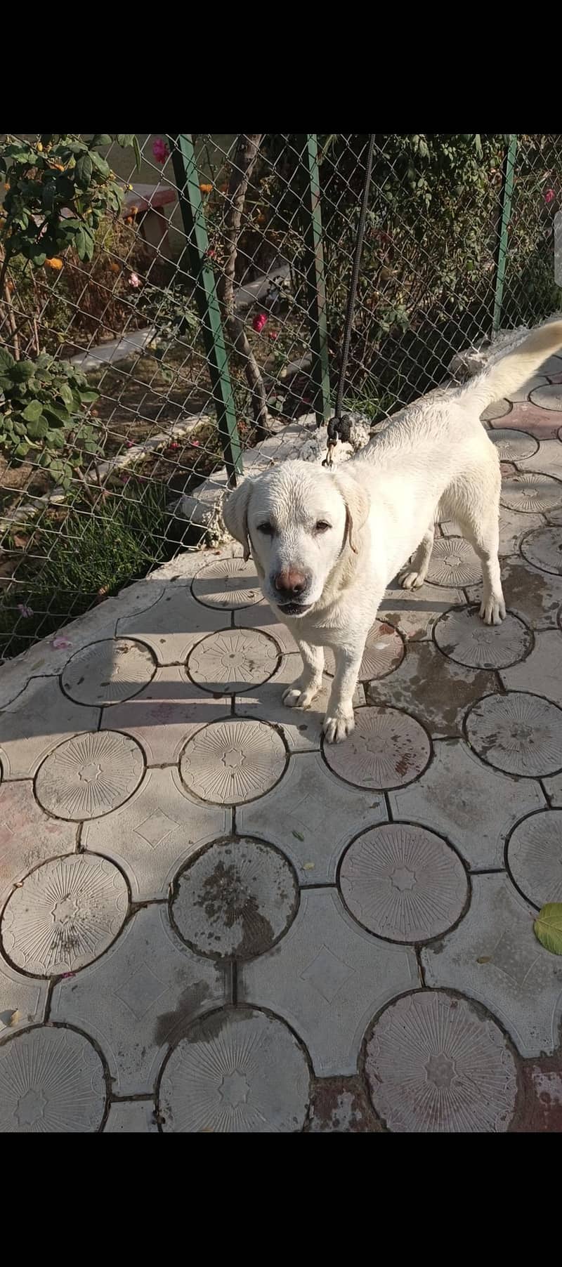 Labrador 3