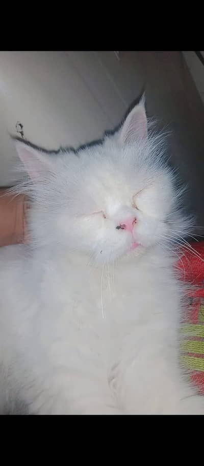 white color Persian cat