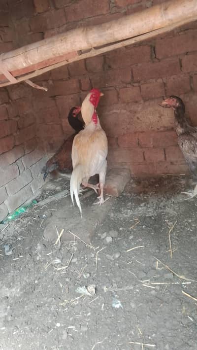 aseel check for sale