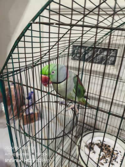 Raw parrot Breeder