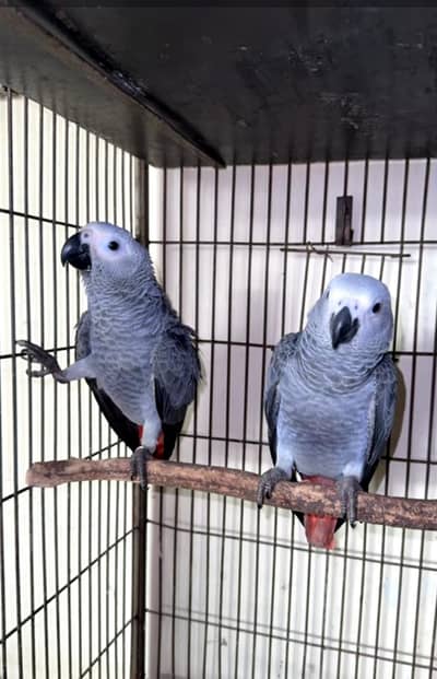 African grey parrot handtame talking