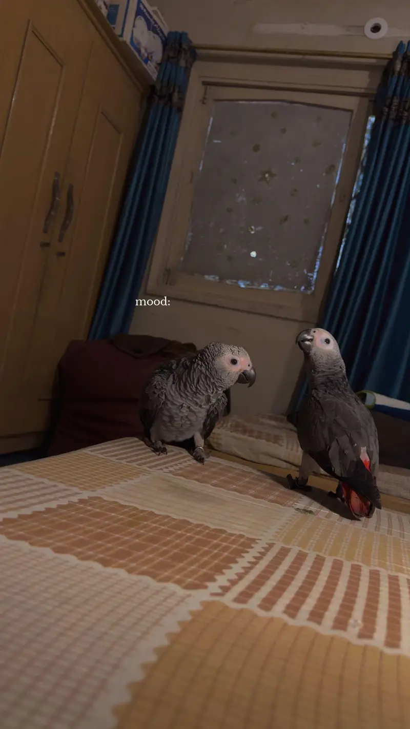 African grey parrot handtame talking — photo 3