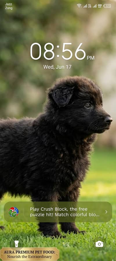 high quality long cord puppies