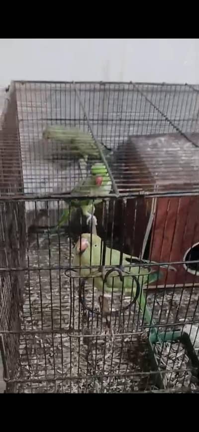 green ring neck parrot 