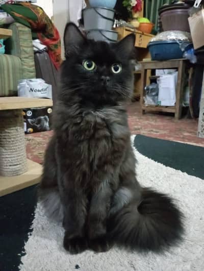 black Persian Cat