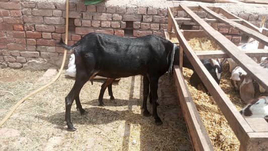Bakri k for sale 2 bachy h Male female 03295534870