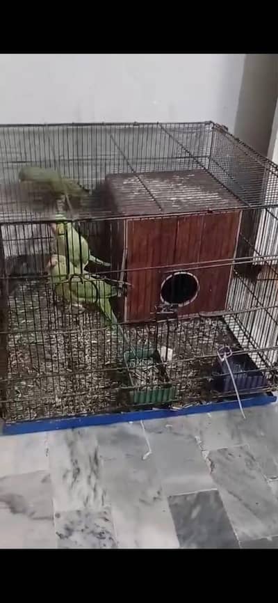 Green ringneck parrot 