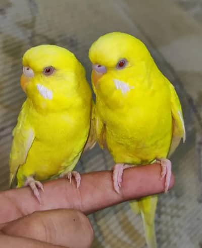 Urgent Sale: Top Quality Breeding Pair of Parrots (100% Healthy)