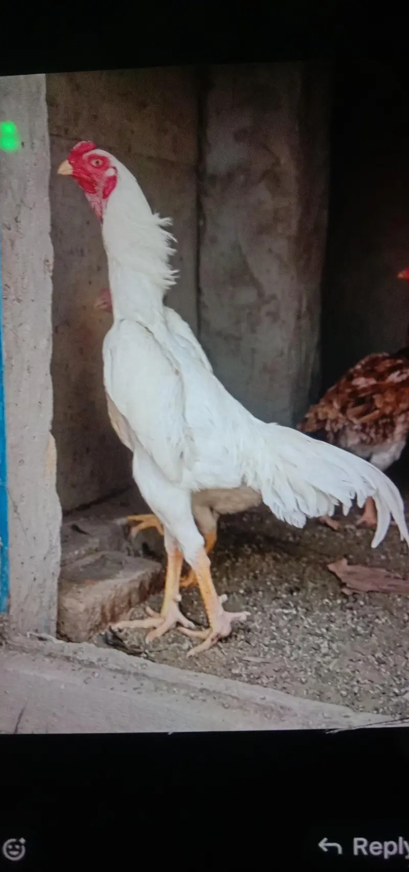 Pure paper white Jerman O SHAMOO Breeder Male — photo 3