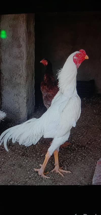 Aseel chicks pair 2 month age black 1 Male 1 Female