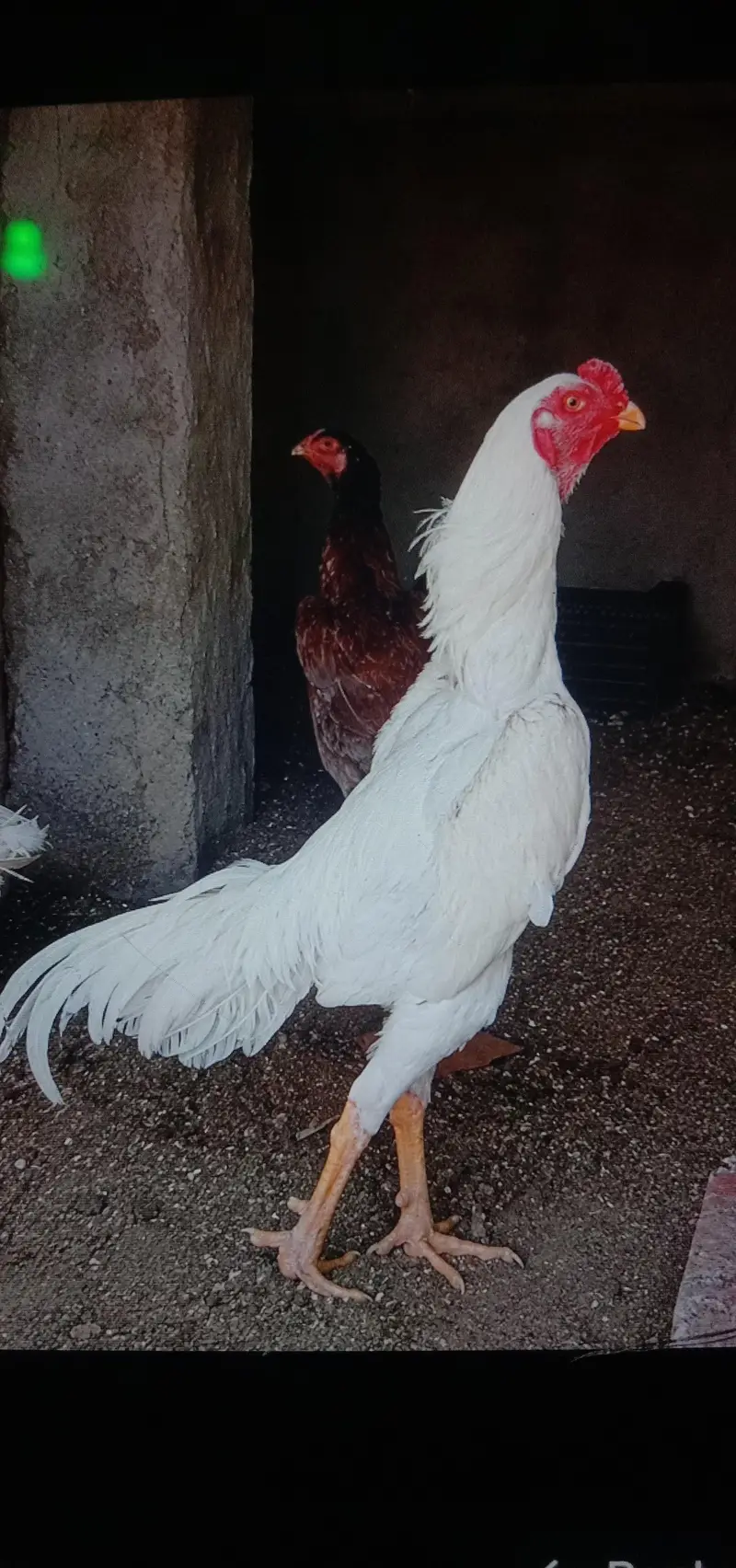 Pure paper white Jerman O SHAMOO Breeder Male — photo 2