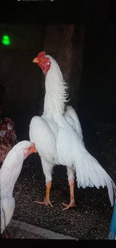 Pure paper white Jerman O SHAMOO Breeder Male
