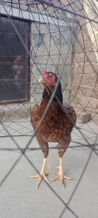 Keelo wali Killi Taji Madi