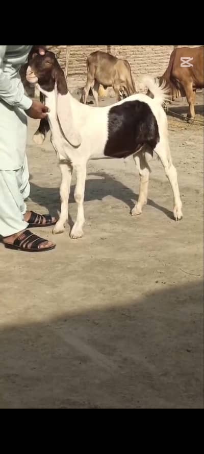 Abluc Bakra