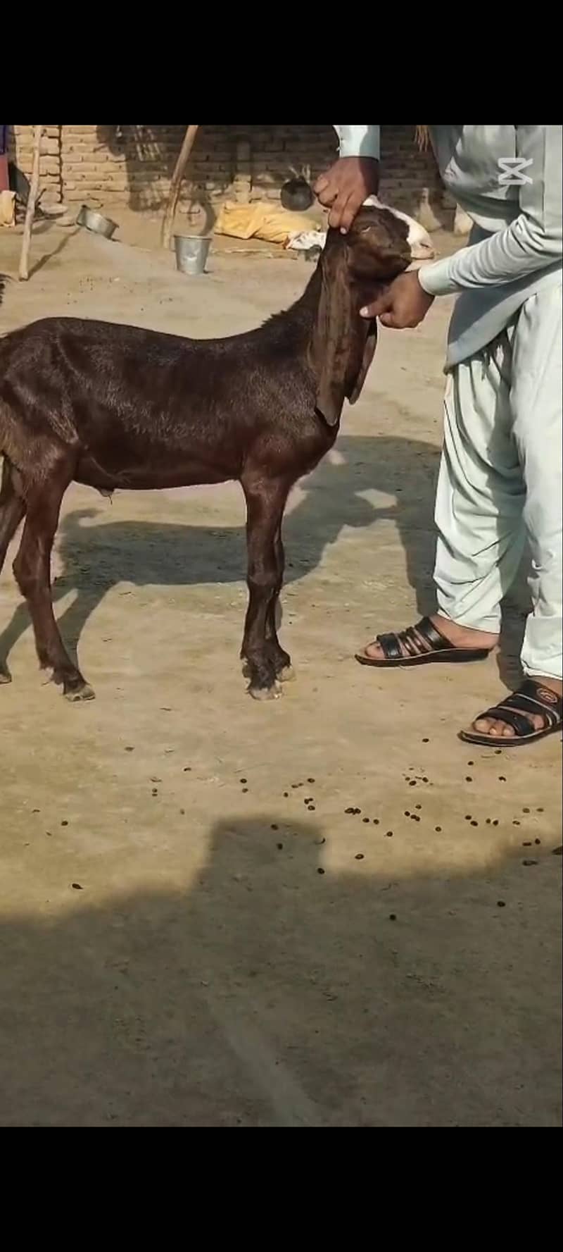 Abluc Bakra 1