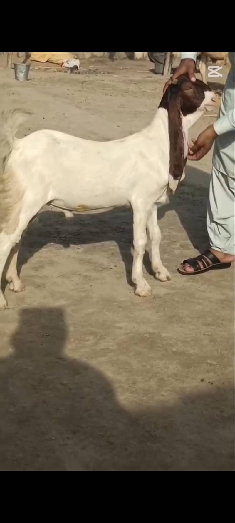 Abluc Bakra 2