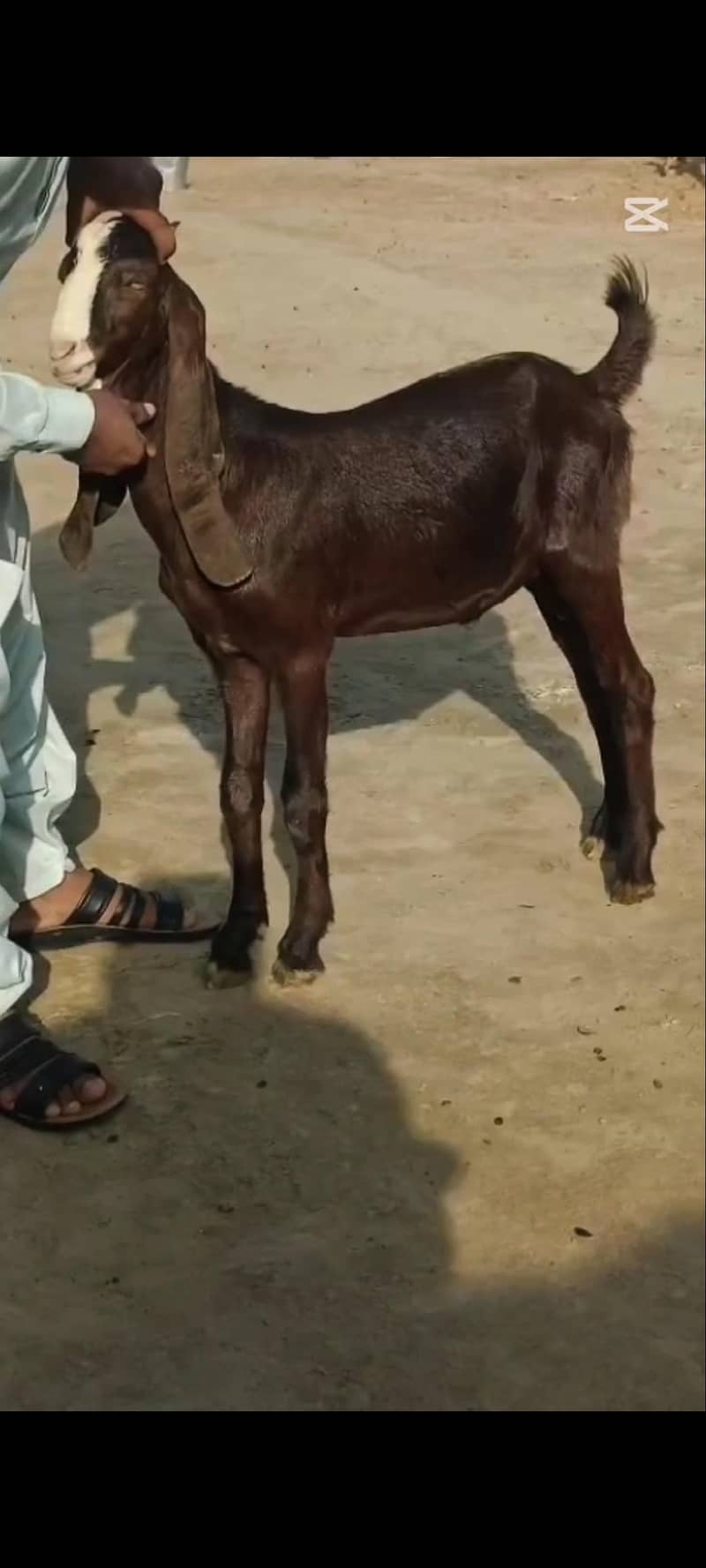 Abluc Bakra 3