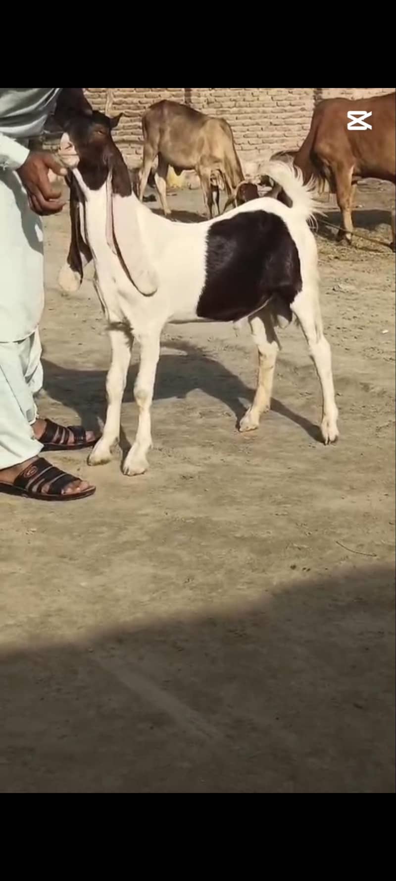 Abluc Bakra 4