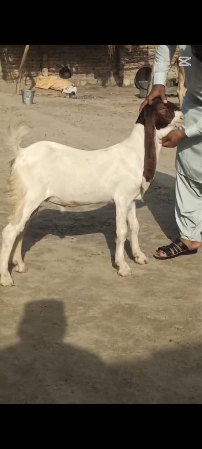 Abluc Bakra 5