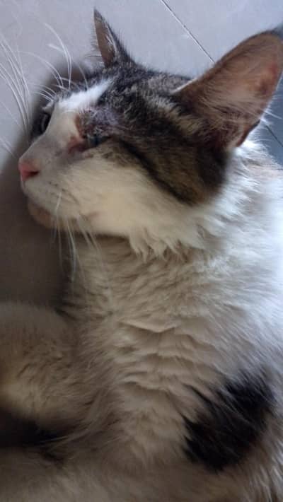 Human friendly Cat for sale