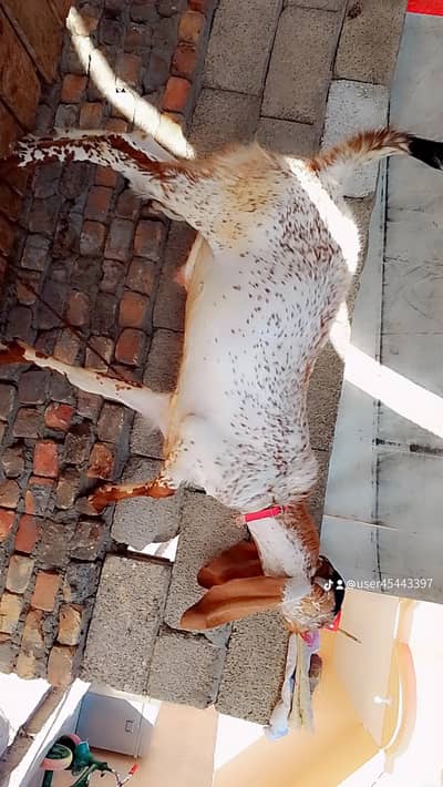 makhi chini bakra breader