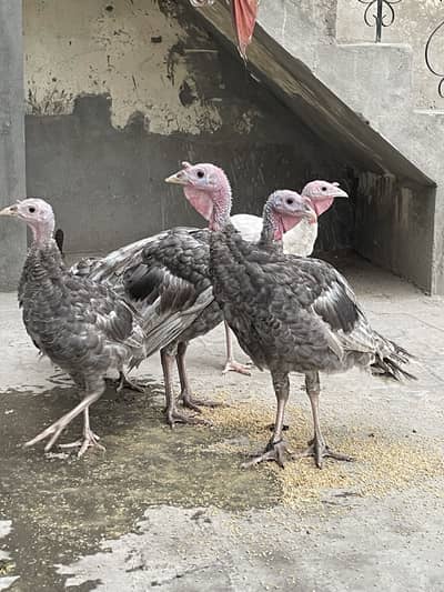 2 Blue Turkey pair 1 White Male
