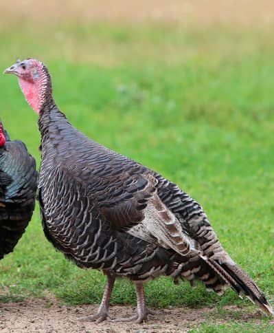 female turkey