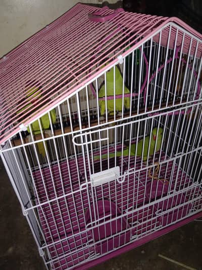 green parrot