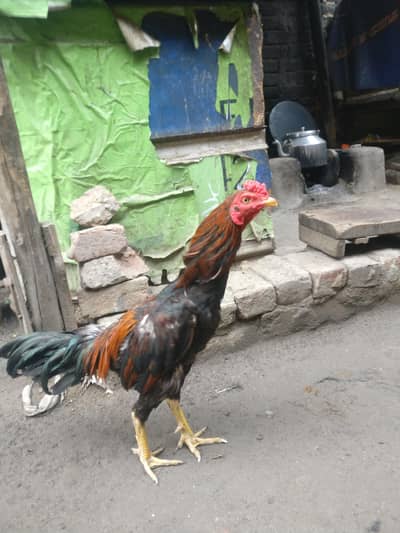 aseel Burmi cross Turkish phone number 03044433106