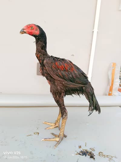 breedr quality very good blood male