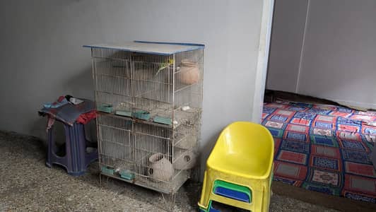 Birds Cage and Birds - Urgent Sale